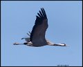 _9SB2010 common crane